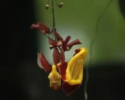 Flores variadas