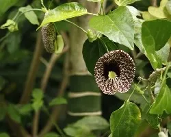 Flores variadas