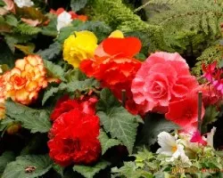 Flores variadas