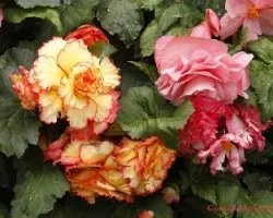 Jardines butchart