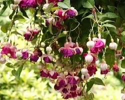 Flores variadas