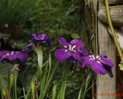 Flores variadas