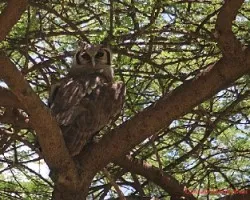Bubo lacteus