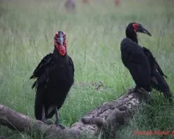 Bucorvus leadbeateri