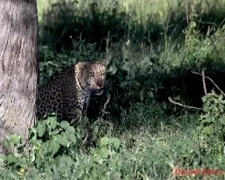 Panthera pardus