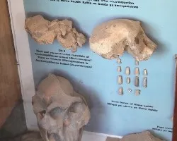Museo en oldupai