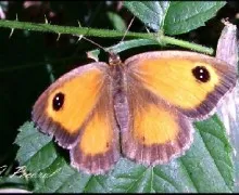 Muchas gracias don jose por sus siempre amables comentarios, descanse en paz y mucho ánimo y fuerza para sus seres queridos, un abrazo