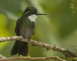 Lampornis castaneoventris