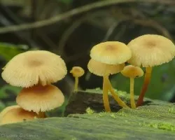 Honguitos