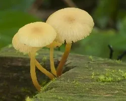 Honguitos