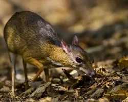 Tragulus javanicus