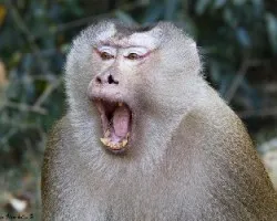 Macaca nemestrina