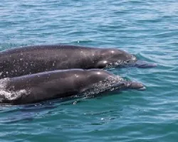 Tursiops truncatus