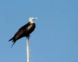 Fregata magnificens