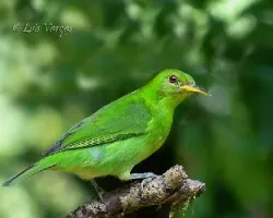 Chlorophanes spiza