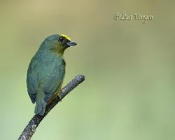 Euphonia gouldi
