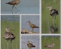 Numenius phaeopus