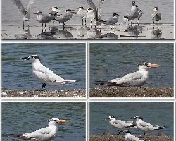 Terns