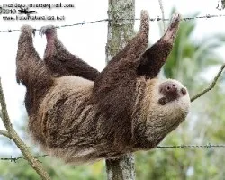Choloepus hoffmanni