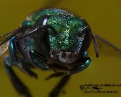 Abejorro verde