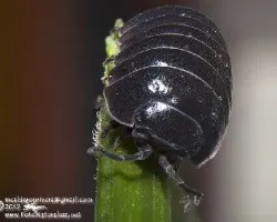 Oniscidea