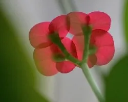 Flor de cactus