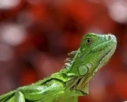 Iguana iguana