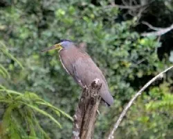 Tigrisoma mexicanum