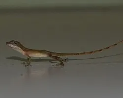 Lagartija