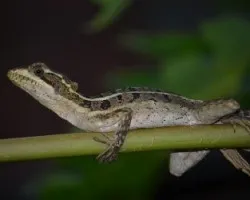  norops oxylophus