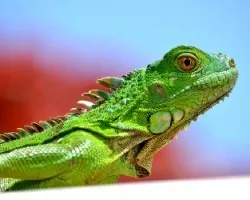 Iguana iguana