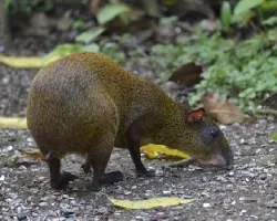 Dasyprocta punctata