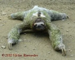 Bradypus Torquatus