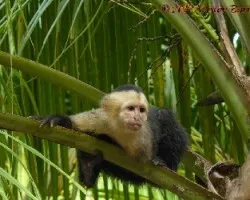 Cebus Capucinus