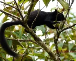 Sciurus Niger
