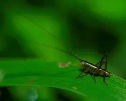 Saltamontes