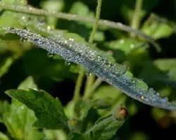 Gotas
