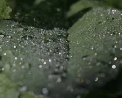Gotas