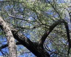 Picoides mixtus / salix humboldtiana