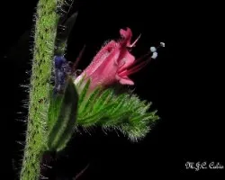 Echium vulgare