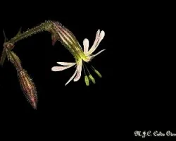 Florecilla