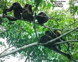 Alouatta palliata