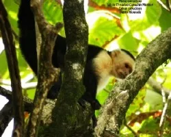 Cebus capucinus