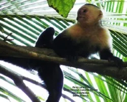 Cebus capucinus