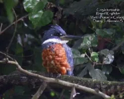 Megaceryle torquata