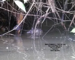 Lontra longicaudis
