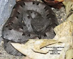 Porthidium nasutum