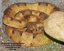 Porthidium porrasi