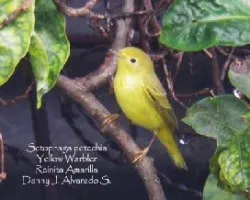 Setophaga petechia