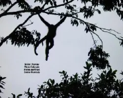 Ateles geoffroyi